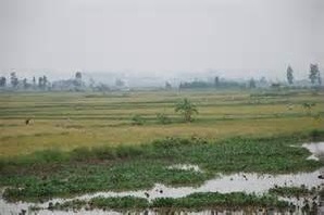 Rice paddy.jpg